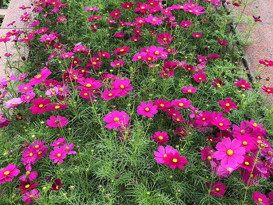 博罗县鲜花预订|设计花艺空间